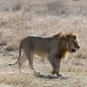 TZA SHI SerengetiNP 2016DEC24 NamiriPlains 017 : 2016, 2016 - African Adventures, Africa, Date, December, Eastern, Month, Namiri Plains, Places, Serengeti National Park, Shinyanga, Tanzania, Trips, Year